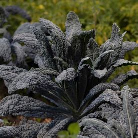 Black Magic, Kale Seed